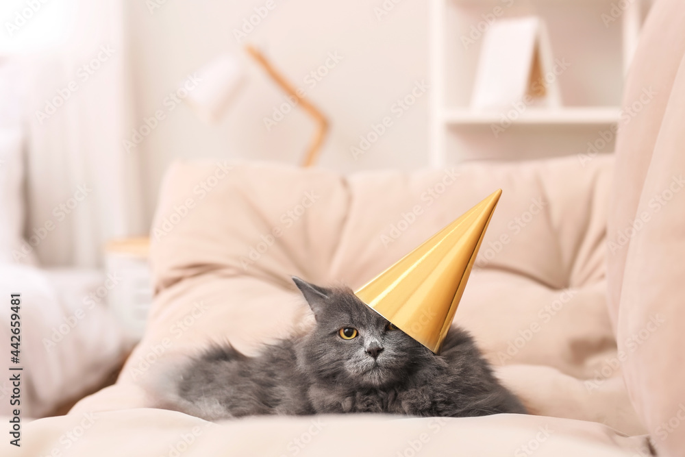 Cute cat in party hat at home