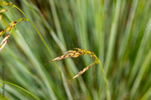 Bluestream oat Helictotrichon sempervirens seed stand detail