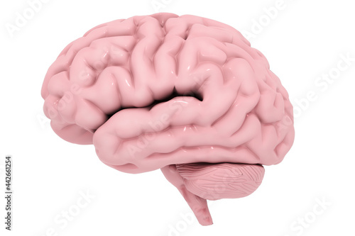  3D illustration of human brain isolated on white background. 
