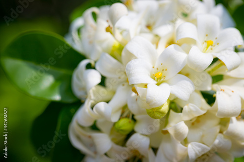 Heart-shaped white glass murraya flower