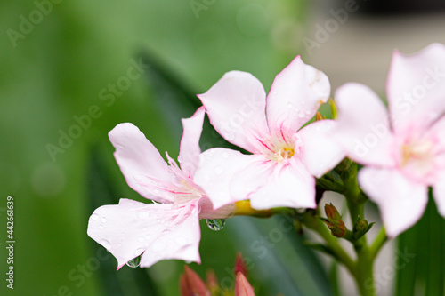 Apocynaceae flower of pink beautiful