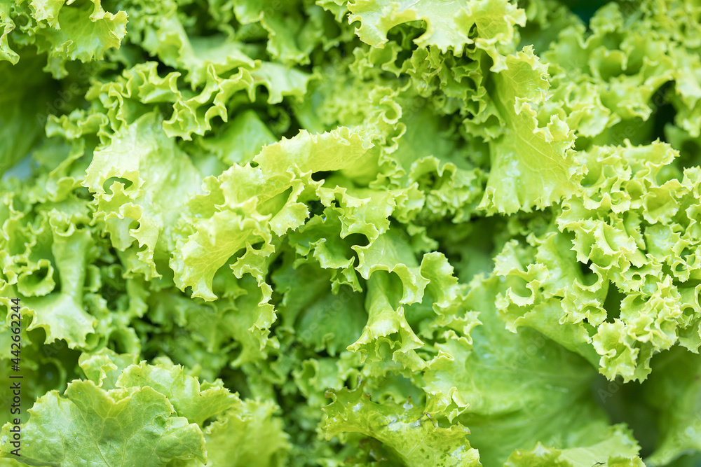 Organic Lactuca sativa of salad leaves Organic Lactuca sativa of salad leaves