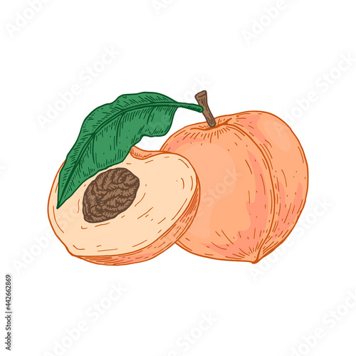 Hand drawn whole peach fruit and slice isolated on white background. Vector illustration in sketch style. Design element for package, label, poster, print, menu