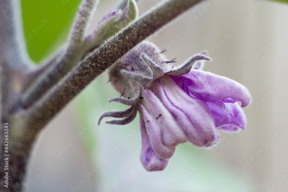 Flower buds of eggplant flowers in early summer , garden planting , home gardening, organic. Flower buds of eggplant flowers in early summer , garden planting , home gardening, organic.