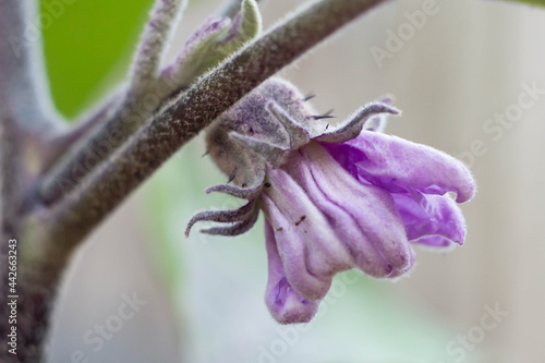 Flower buds of eggplant flowers in early summer , garden planting , home gardening, organic.