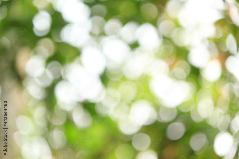 Obraz premium green bokeh background