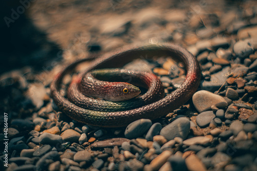 A rubber snake lies on the sand near the sea 