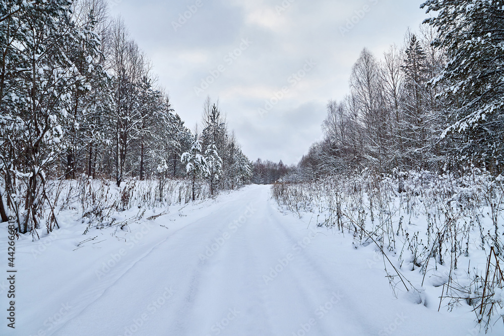 Winter road and snow covered trees in the forest on the roadside Winter road and snow covered trees in the forest on the roadside