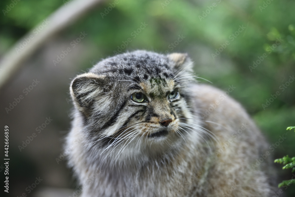 Manul cat in a zoo Manul cat in a zoo