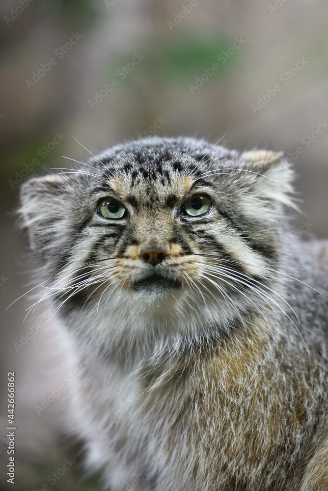 Manul cat in a zoo Manul cat in a zoo