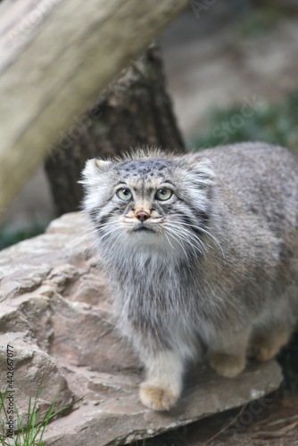 Manul cat in a zoo © Tonic Ray Sonic