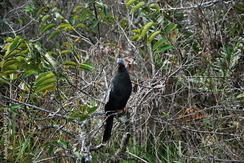 Anhinga im Everglades National Park, Florida photo