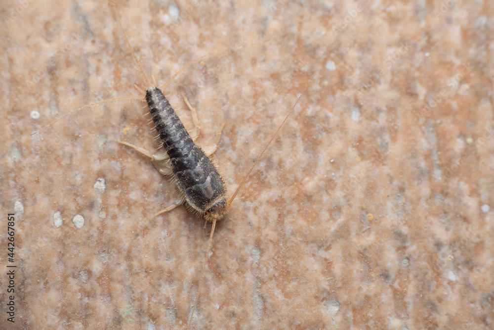 The silverfish (Lepisma saccharinum) or saccharina. The silverfish (Lepisma saccharinum) or saccharina.