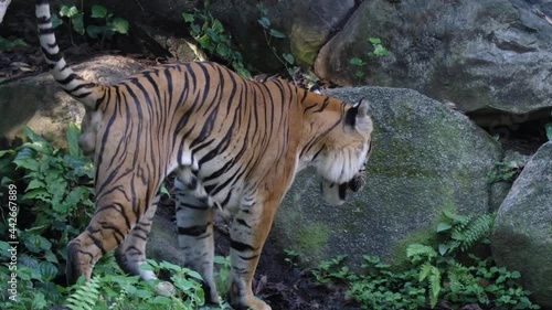 Male Malayan Tiger Roaming In The Forest With Boulders. - slow motion photo