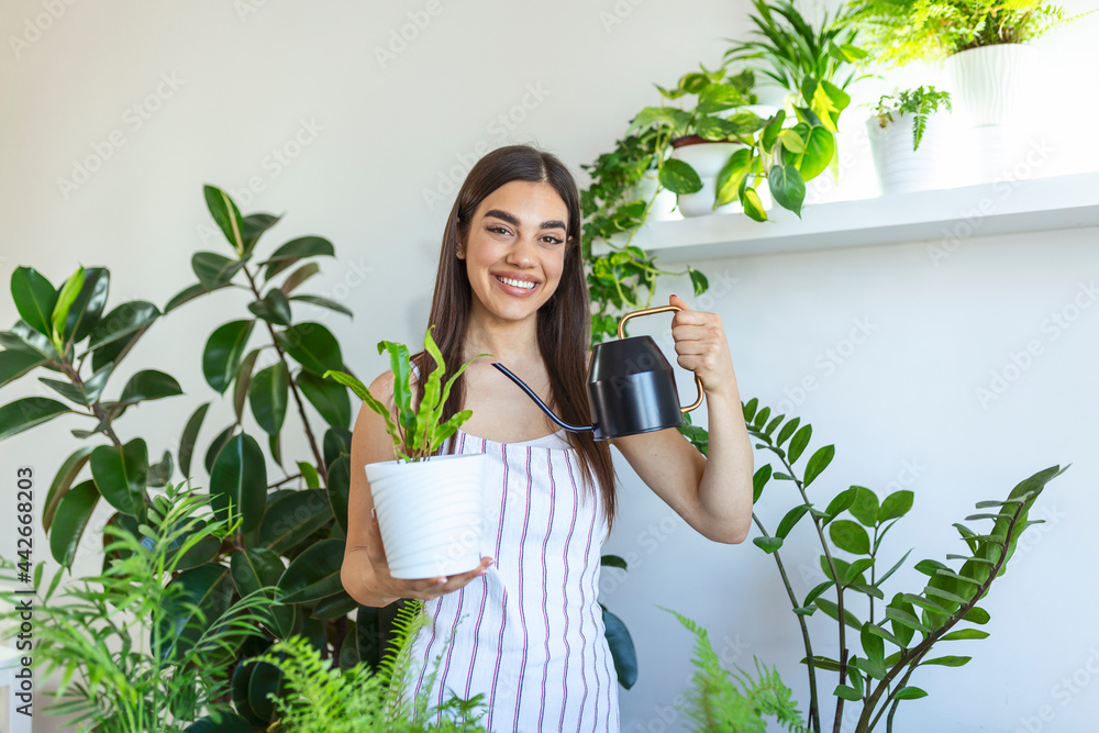 Joyful young woman enjoys her time at home and watering her plant by the window at home. woman takes care of her fern water on the tree on a relaxing day in the garden at home. Joyful young woman enjoys her time at home and watering her plant by the window at home. woman takes care of her fern water on the tree on a relaxing day in the garden at home.