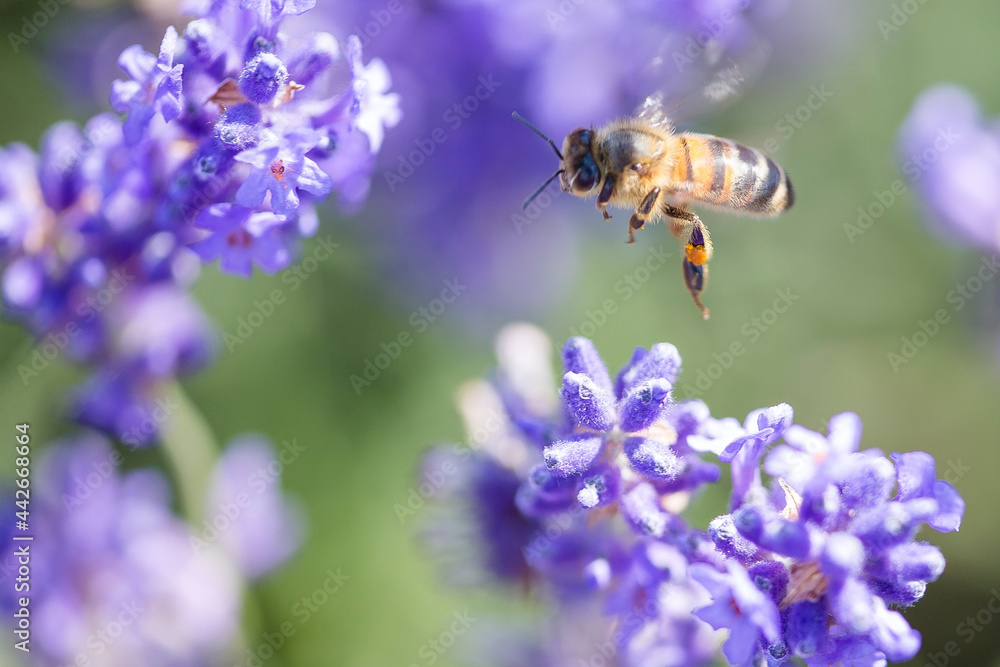 A bee in mid flight enjoying the lavender flowers in the meadow A bee in mid flight enjoying the lavender flowers in the meadow