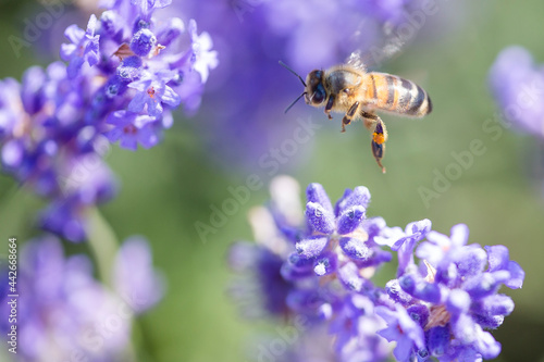 A bee in mid flight enjoying the lavender flowers in the meadow © Huw Penson