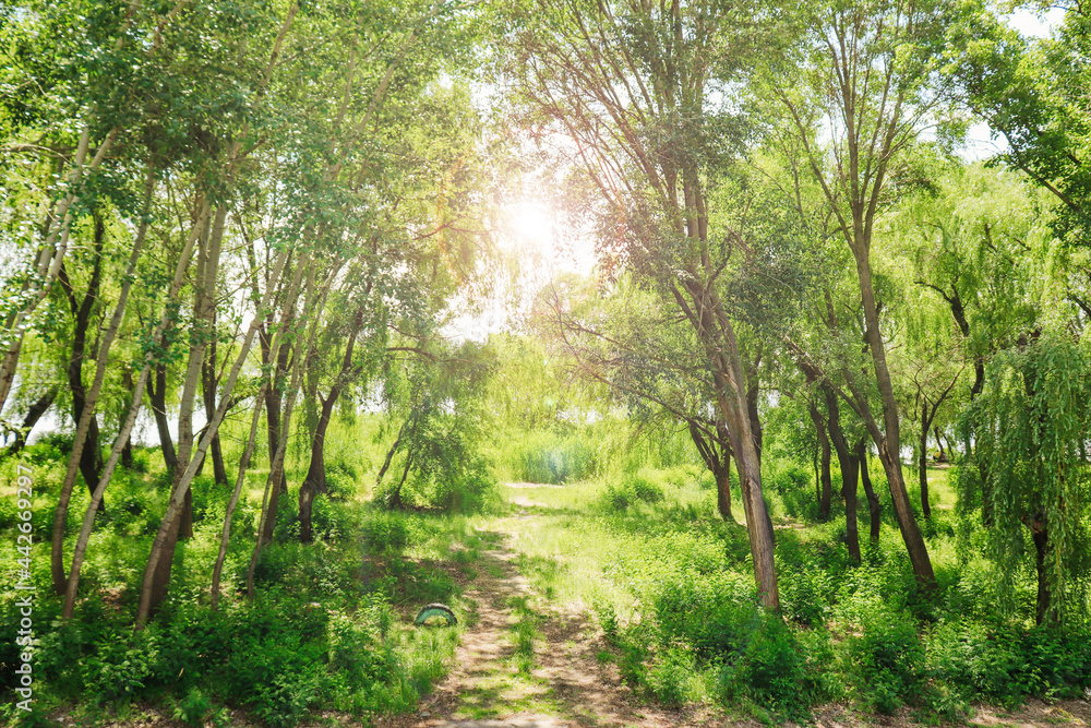 Dense forest with many trees in bright sunny weather. Dense forest with many trees in bright sunny weather.