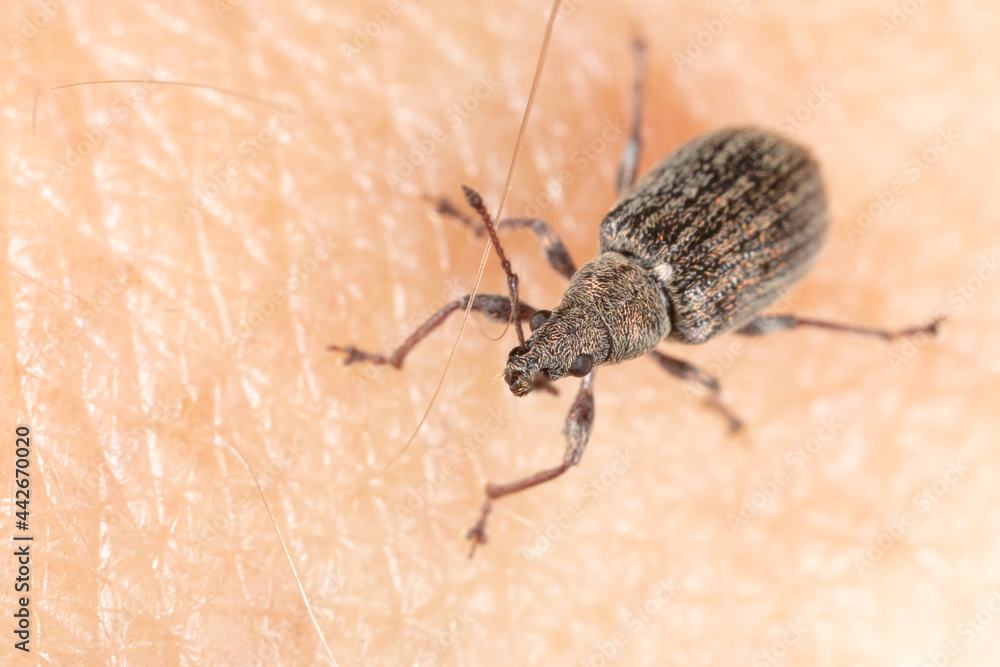 Close-up of a beetle on human skin. Close-up of a beetle on human skin.