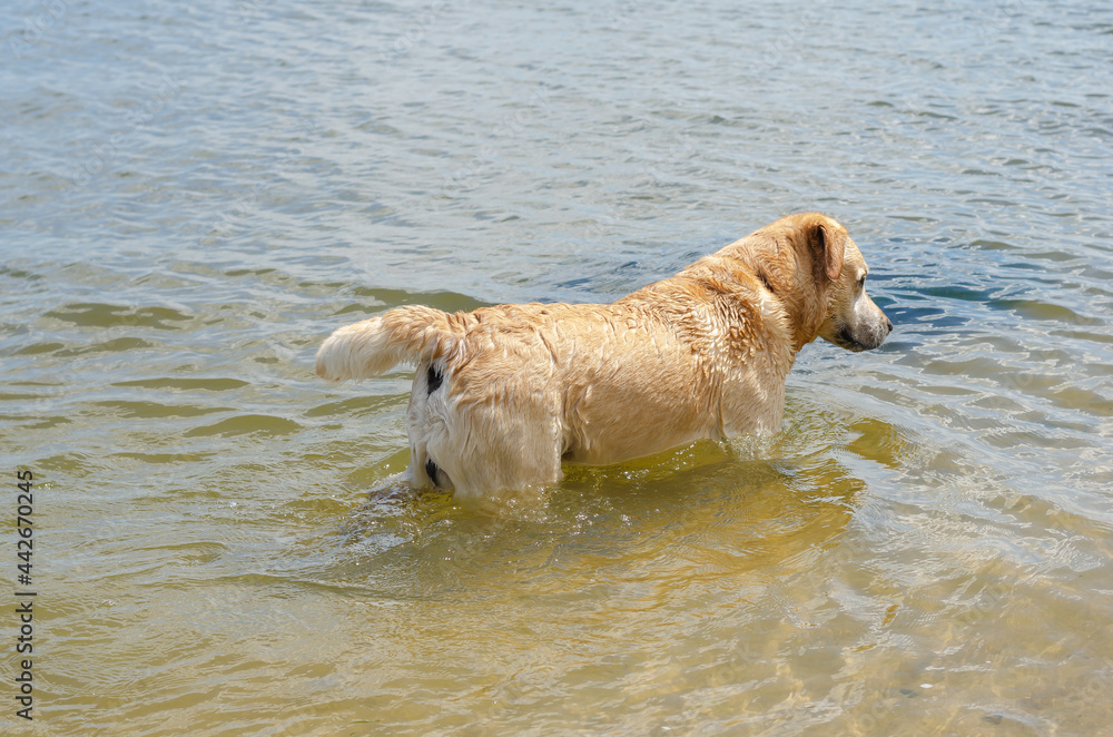 Labrador walks in the river. The cream-colored pet cools off in