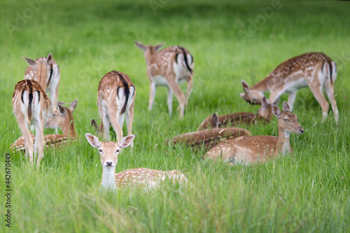 Fototapeta Naklejka Na Ścianę i Meble -  Deer in Great Britain, UK