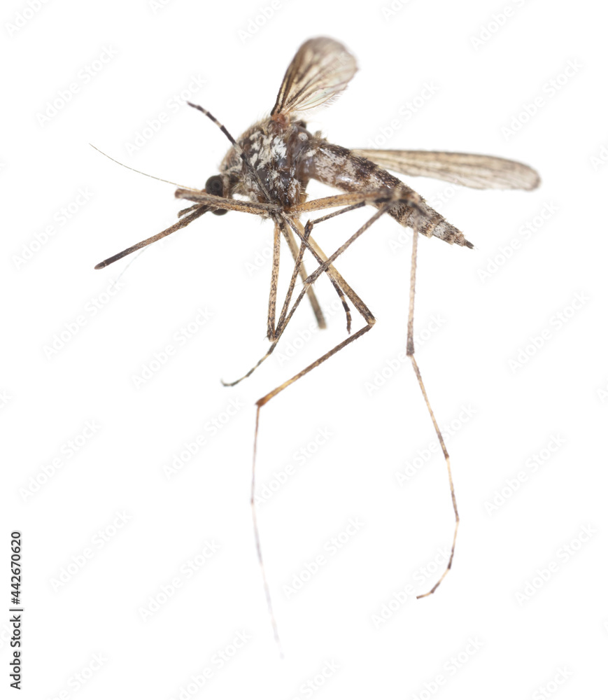Mosquito isolated on a white background. Mosquito isolated on a white background.