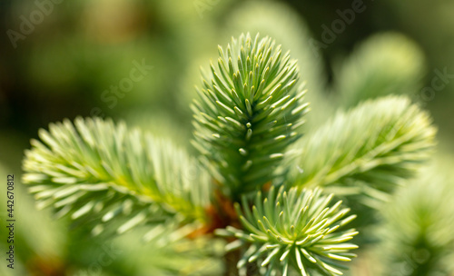Green needles on coniferous branches in the park.