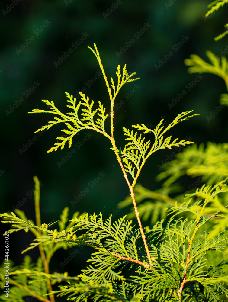 Green branches of thuja in the park.