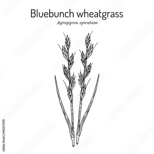 Bluebunch wheatgrass Agropyron spicatum , Official State Grass of Montana photo