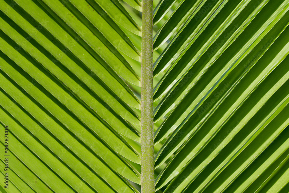 Coconut leaves ,Close Up nature view of green coconut leaf Coconut leaves ,Close Up nature view of green coconut leaf