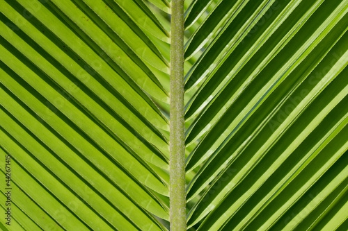 Coconut leaves  Close Up nature view of green coconut leaf