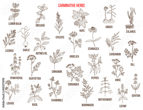 Carminative herbs. Hand drawn vector set