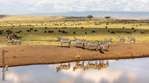 A group of plains zebra reflected in a water hole in the Masai Mara, Kenya