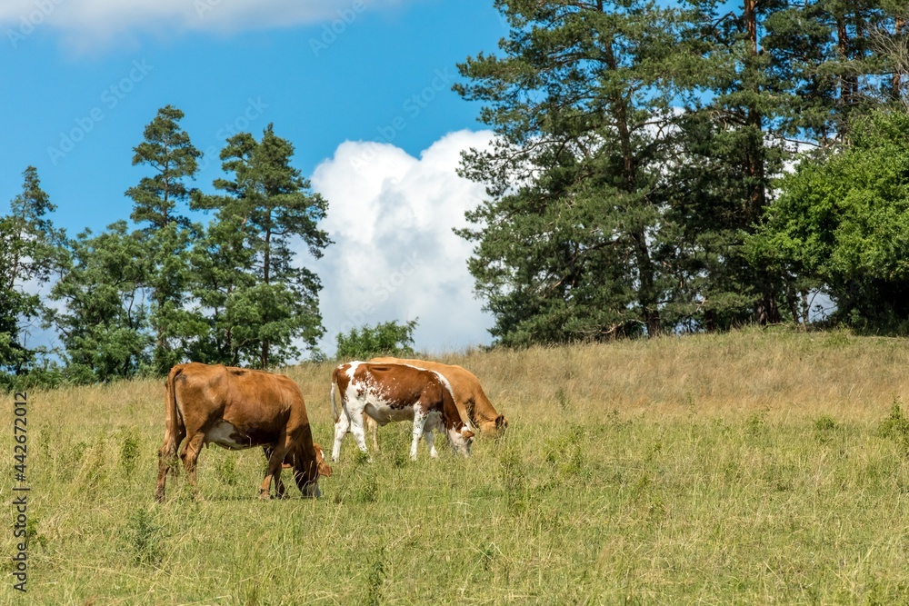 Cows grazing on a green field, Czech Republic. Summer grazing. Cattle breeding. Cows grazing on a green field, Czech Republic. Summer grazing. Cattle breeding.