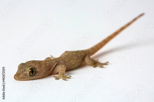 Gekkota Gekko Gecko Tokay Tokkae Lizard on a White Background Isolated even lighting