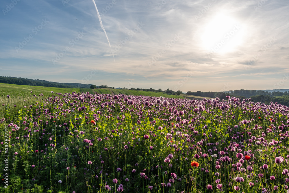 poppy flowers field in sunshine poppy flowers field in sunshine