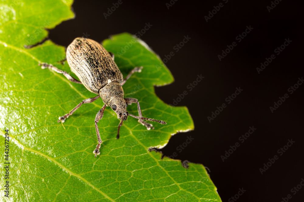 Close-up of a beetle on a green leaf of a plant. Close-up of a beetle on a green leaf of a plant.