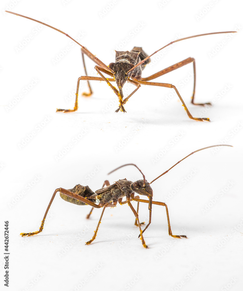 long nosed insect cleaning itself Entomology Close up macro detail on a white background with copy space long nosed insect cleaning itself Entomology Close up macro detail on a white background with copy space