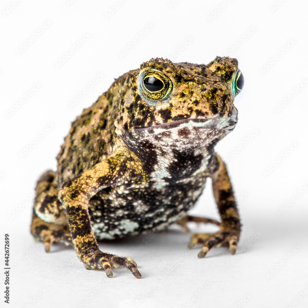 Toad Frog sitting on a white isolated background with studio lighting in Thailand close up macro micro detail shot Toad Frog sitting on a white isolated background with studio lighting in Thailand close up macro micro detail shot