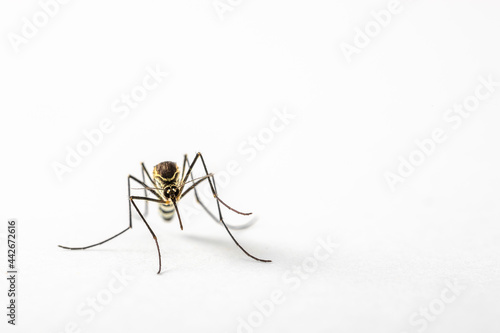 Mosquito Culicidae Macro Close Up on an isolated white background Aedes albopictus Stegomyia albopicta 