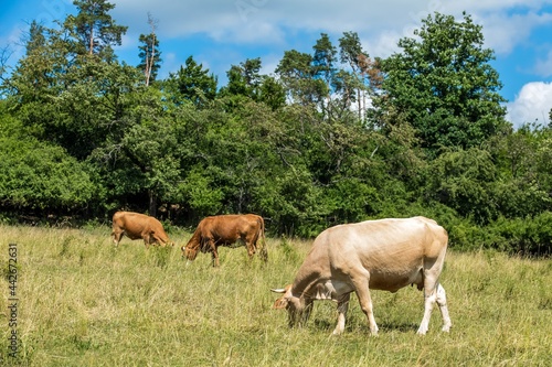 Cows grazing on a green field, Czech Republic. Summer grazing. Cattle breeding.