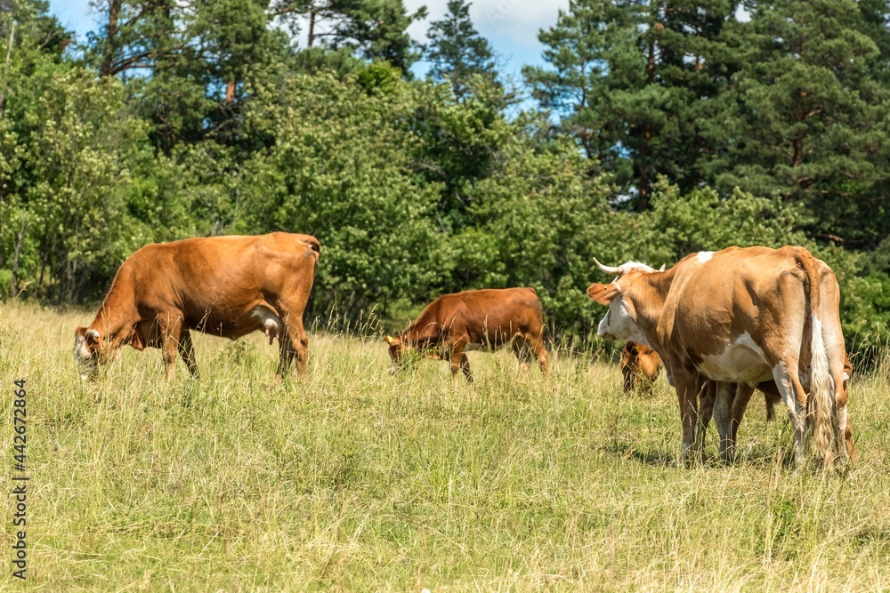 Cows grazing on a green field, Czech Republic. Summer grazing. Cattle breeding. Cows grazing on a green field, Czech Republic. Summer grazing. Cattle breeding.