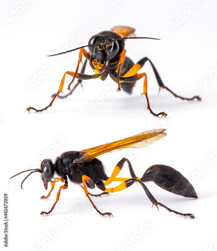 Sceliphron Mud Dauber Wasp on a white isolated background photo