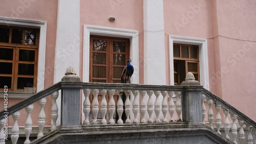 Beautiful Blue Peacock (Peafowl, Pavo Cristatus) Posing on a Railing of an Estate. Animals, Birds and Wild Nature Concept photo