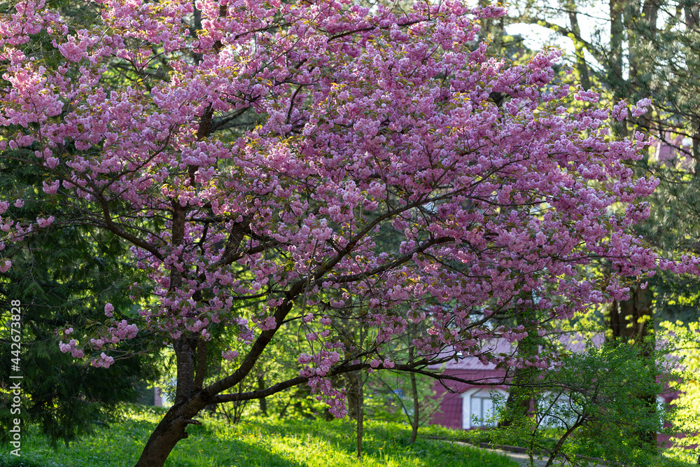 Cherry blossom flowers (Japanese cherry) close-up. Sakura in bloom in a city park. Cherry blossom in full bloom. Cherry blossom flowers (Japanese cherry) close-up. Sakura in bloom in a city park. Cherry blossom in full bloom.