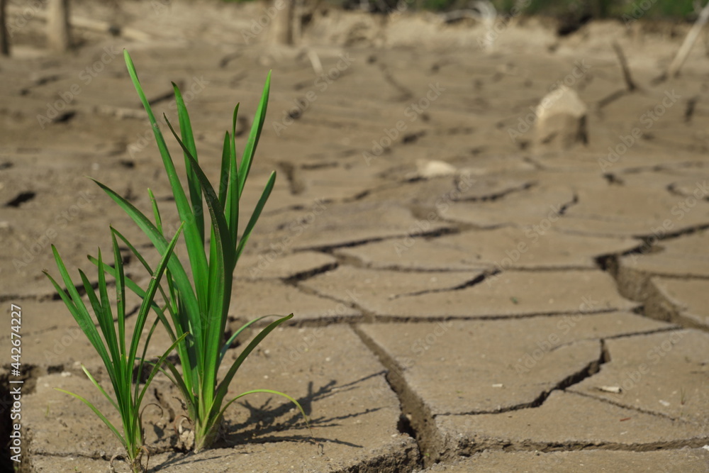 Green plant on the dry, cracked soil Green plant on the dry, cracked soil