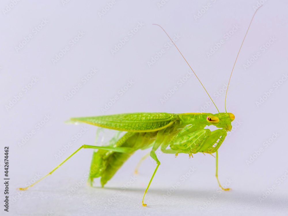 Preying Mantis Mantid Mantises Mantidae Mantodea on a off white isolated background Preying Mantis Mantid Mantises Mantidae Mantodea on a off white isolated background
