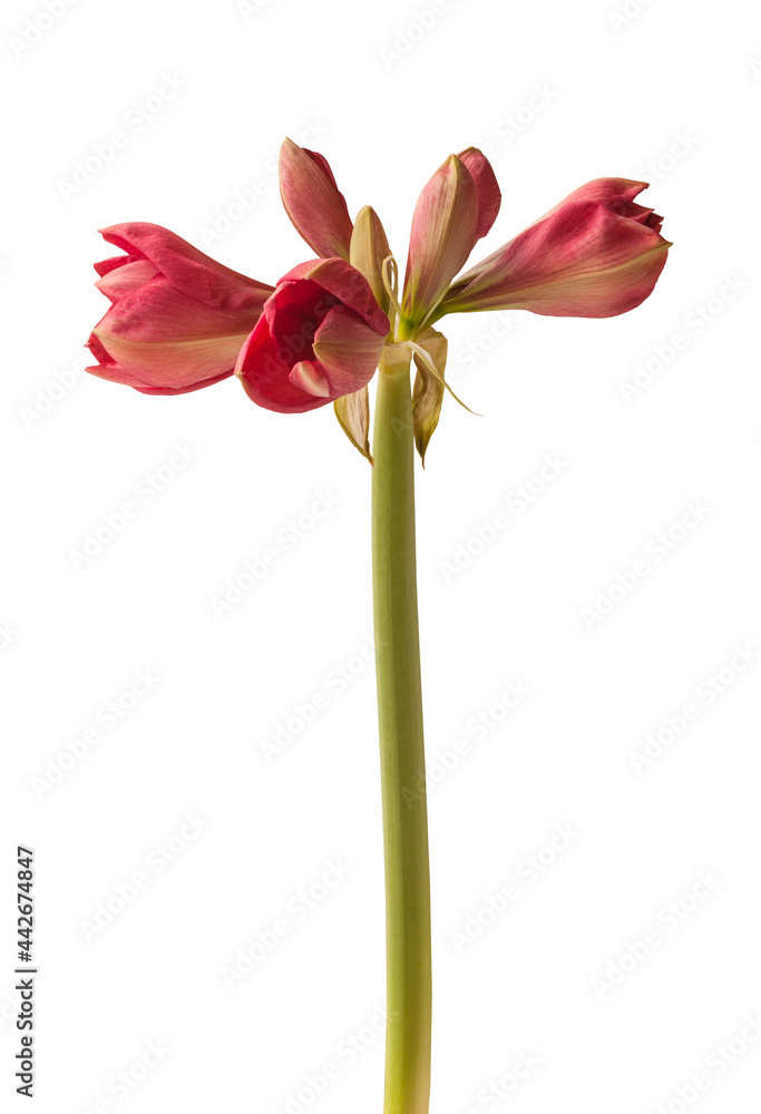 Bud pink  Amaryllis (Hippeastrum) 