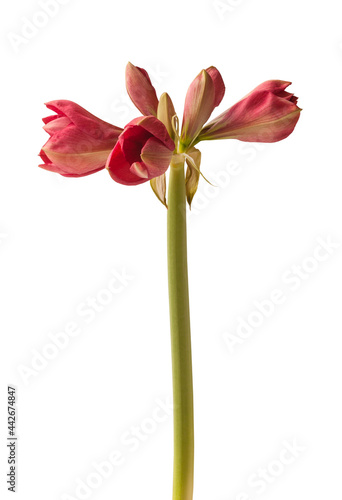 Bud pink  Amaryllis (Hippeastrum) "Milady"