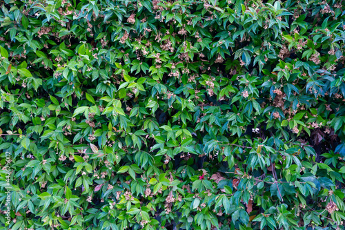 Jasmine plant background. Wall plenty of green leafs. Natural texture.